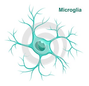 Vector Illustration of microglia.  Neuroglia glial cell photo